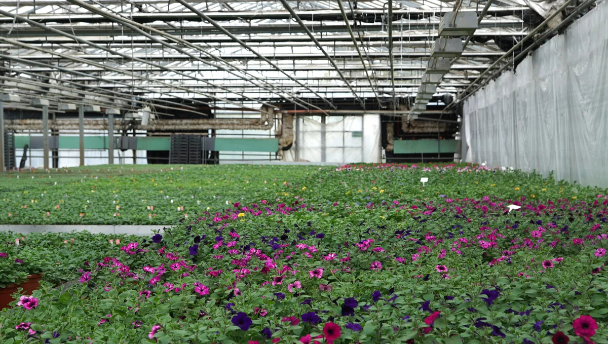 Blumen in einem Treibhaus.